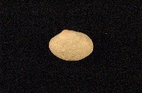 藏品(小眼花簾蛤)的圖片